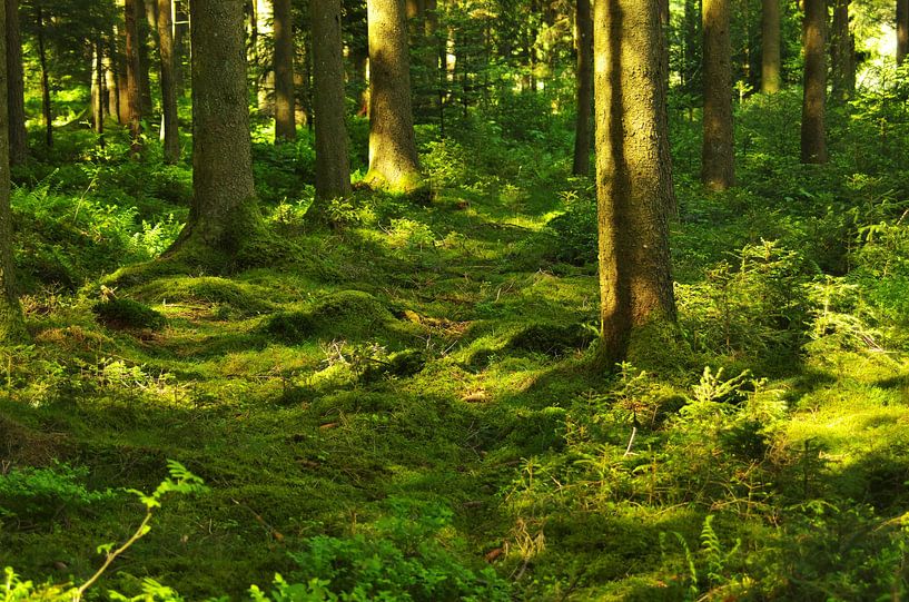 On the road in the forest by Daniel Dorst