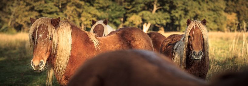 Trois poneys regardent en arrière par Luis Boullosa