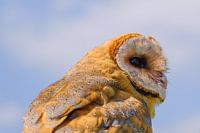 Barn owl looks to the right
