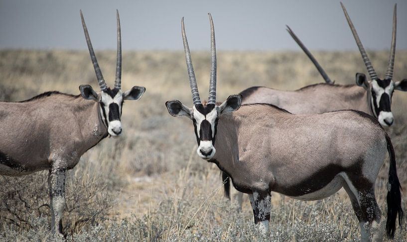 Majestätische Hörner der Orex von De wereld door de ogen van Hictures