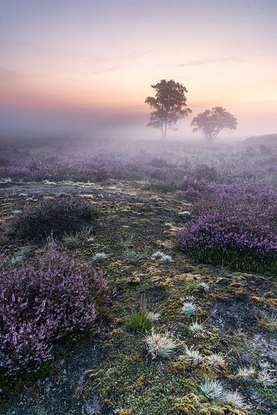 Little World by Jan Koppelaar Fotografie