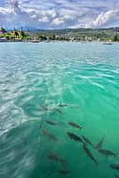 Fische im türkisen Wörthersee