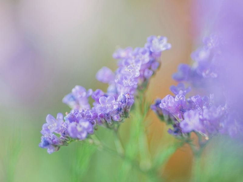 Silky by Mario de Lijser