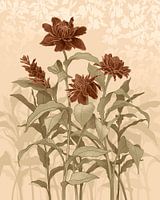 Gingembre rouge - gingembre blanc