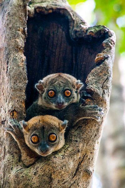 Nachtlemuren von Cas van den Bomen