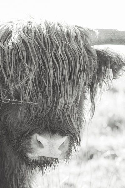 Schottischer Highlander | Schwarz-Weiß-Fotografie | Große Weidetiere, Kuh von Wandeldingen