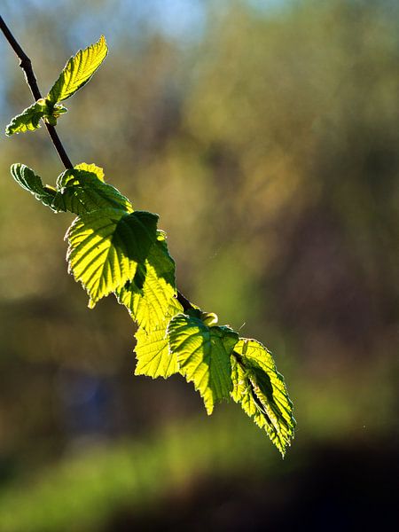 Branche de hêtre dans le contre-jour ! par Karl-Heinz Lüpke