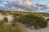 Evening atmosphere in the Zeeland dunes