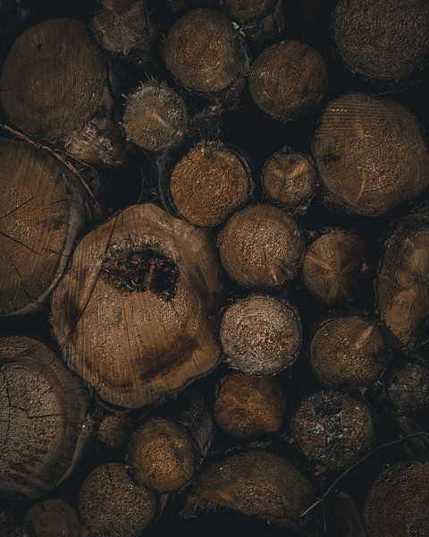 Woody by Arnold Maisner