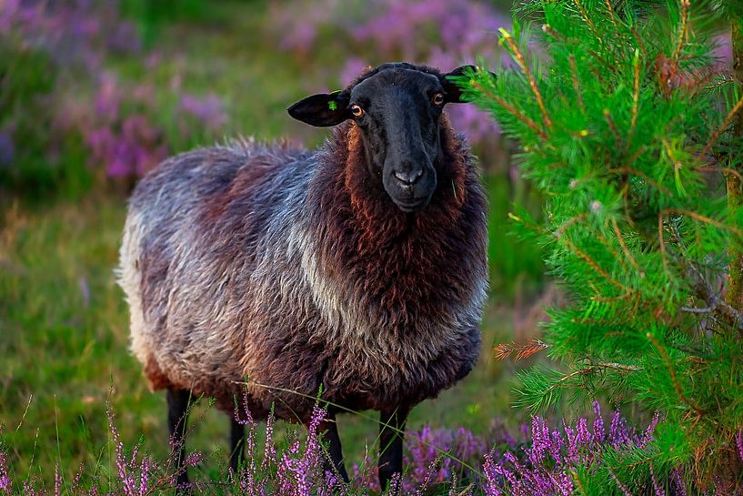 Schwarzes Schaf von Ferdinand Mul
