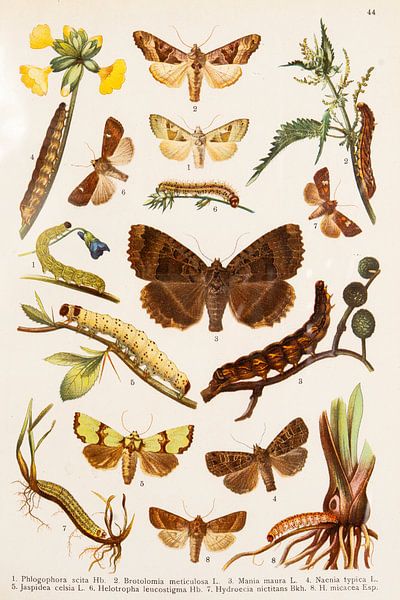 Natural history plate centred on a large brown butterfly by Studio Wunderkammer