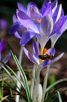Crocuses and a bee