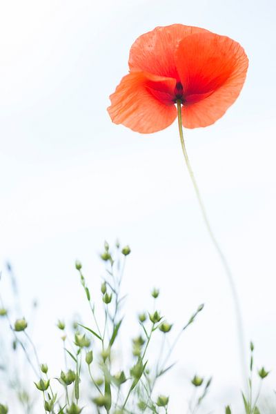 Mohnblume von Bob Luijks