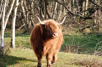 Schottische Hochlandbewohner im nordholländischen Dünengebiet