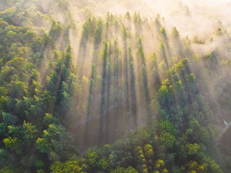 Misty sunrise above the Drents Friese-Wold by Droninger