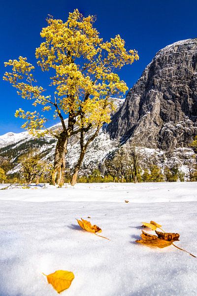 Blätter im Schnee by Thomas Froemmel