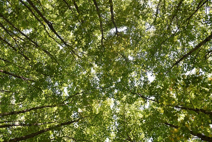 Ein Ahornwald im Sommer von Claude Laprise
