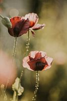 Nahaufnahme Mohnblume