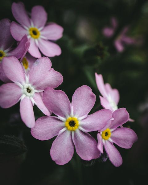 Flowers in detail by Jan