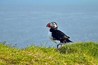 IJsland, Puffin