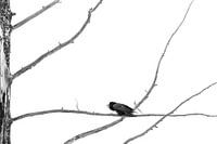 fine art raven in a tree