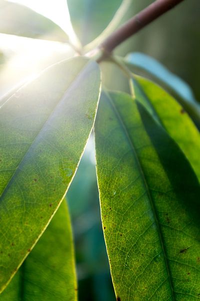 botanical plants art with backlight by Karijn | Fine art Natuur en Reis Fotografie