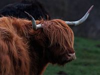 Schottischer Highlander