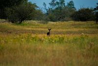 Ree (Deer) in the wild