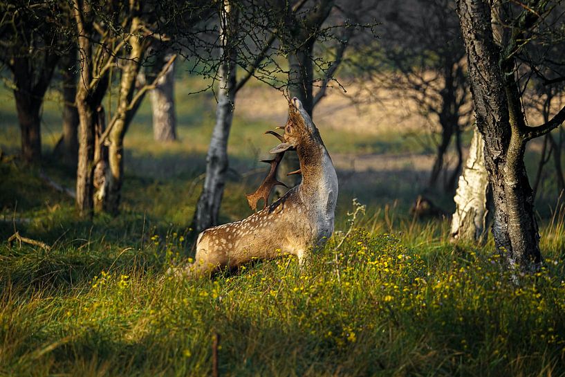 Damhirsch schnüffelt einige Beeren vom Baum von bryan van willigen