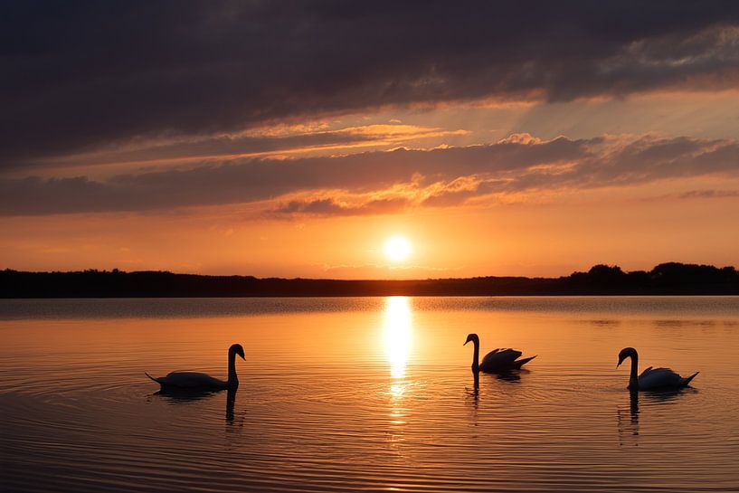 Cygnes au coucher du soleil par Christina Bauer Photos
