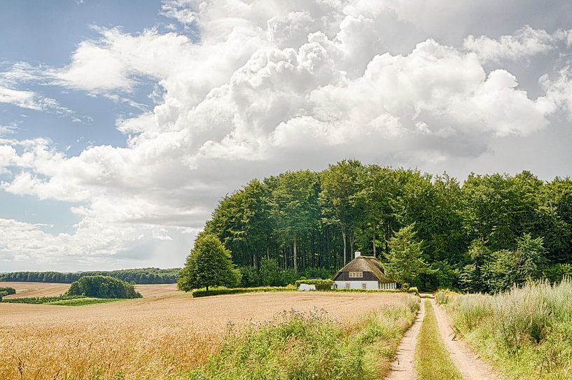 Een korenveld een landweggetje en een boerderij par Tony Buijse