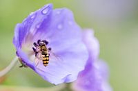 Paarse bloem met wesp en druppels