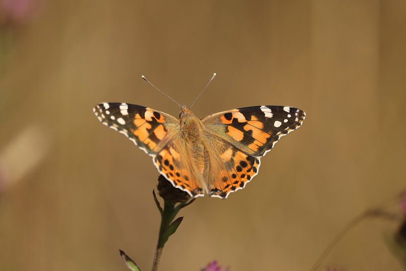 Thistle butterfly by Erwin Sligte