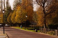 Herfst in de straat