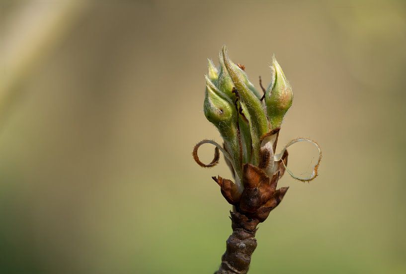 Grünes Schloss von Thom de Steenhuijsen Piters