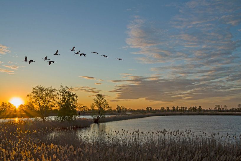 Zug der Vögel von Heiko Lehmann