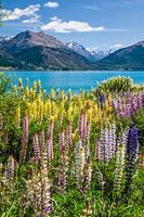 Bunte Lupinen am Lake Wakatipu, Neuseeland