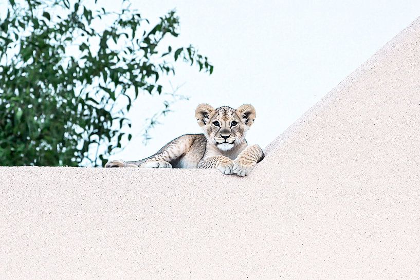 Young lion on minimalist wall by Art & Soul Creations