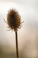 Wilddistel Goldene Stunde