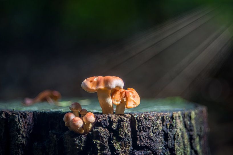 It rains sunrays by Robert Stienstra