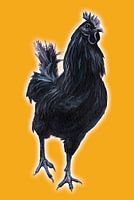 Big Black Cock (grote zwarte haan)