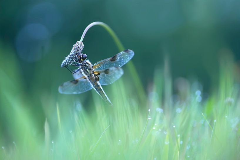 A morning like in a fairytale (Dragonfly with dewdrops) by Birgitte Bergman