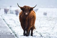 Le Highlander écossais dans la neige.