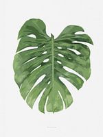 Botanical Monstera Leaf