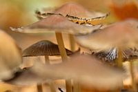 nebliges Aussehen.....