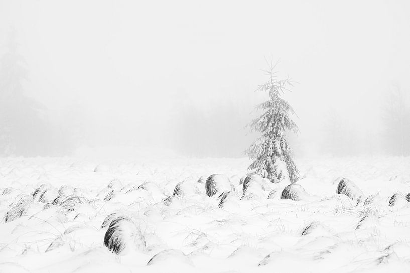 Black and white by Olha Rohulya