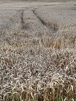 pistes dans un champ de blé