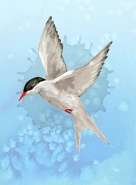 Arctic tern watercolor by Bianca Wisseloo