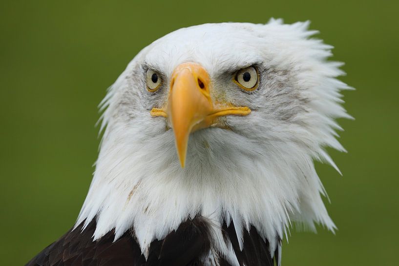 Porträt eines amerikanischen Weißkopfseeadlers von Ronald Pol