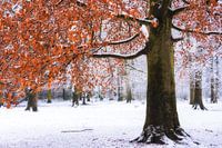 Zwischen Winter und Herbst